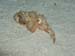 scorpion fish.jpg